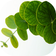 Centella Asiatica